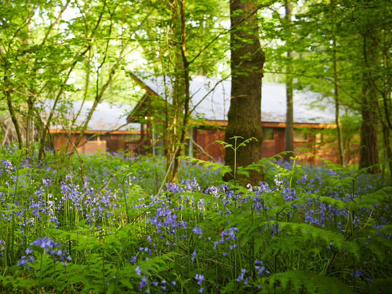 Forest Holidays Cabins in the Forest of Dean