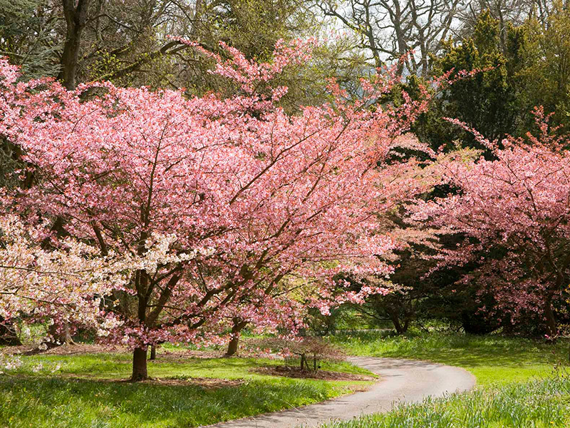 Batsford Arboretum Blossom Spectacular