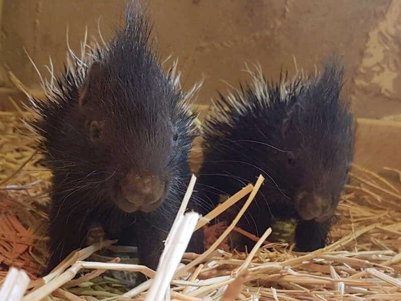 Cotswold Wildlife Park welcomes tiny Porcupette twins