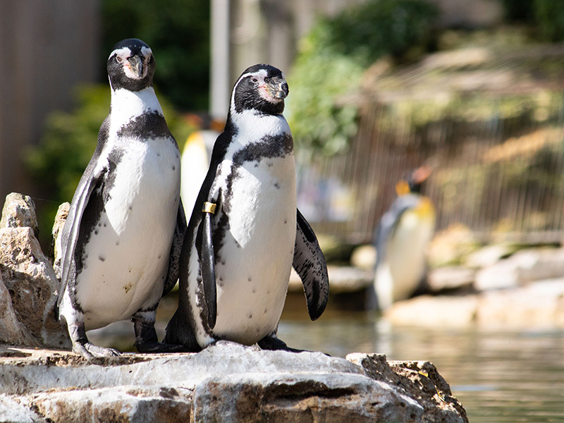 World Penguin Day at Birdland Park & Gardens