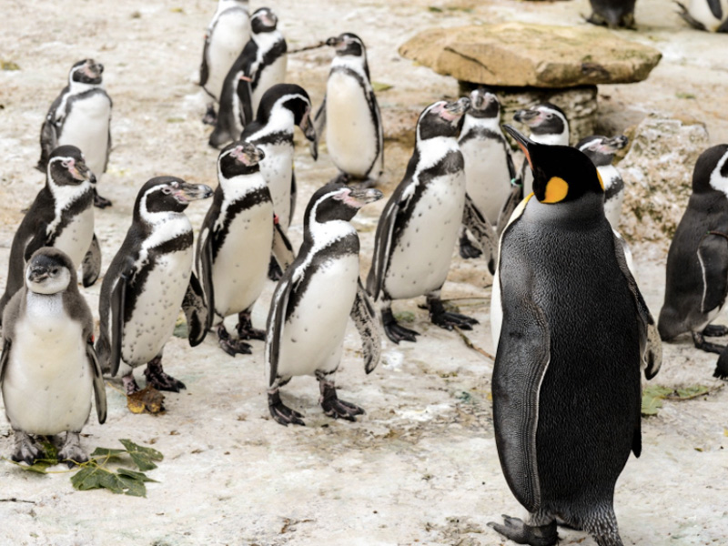Hop Along To Birdland and Meet the Penguins This May Half Term