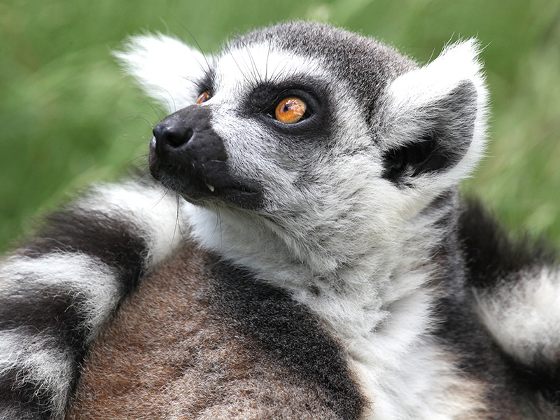 ‘Lemur Week’ at Cotswold Wildlife Park