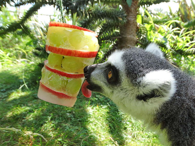 Keeping the animals cool at Cotswold Wildlife Park
