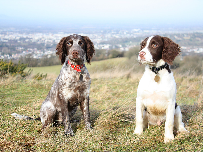 9 Dog Friendly Visitor Attractions in the Cotswolds