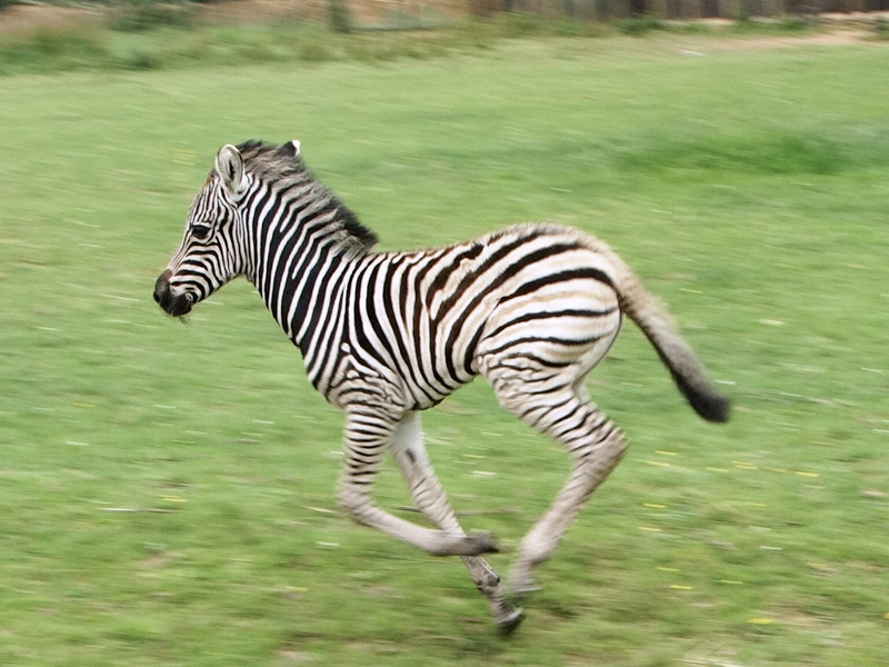 Cotswold Wildlife Park celebrates birth of Chapman’s Zebra foal