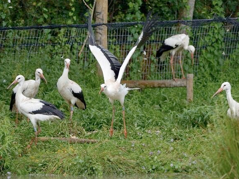 Cotswold Wildlife Park Storks take flight over West Sussex