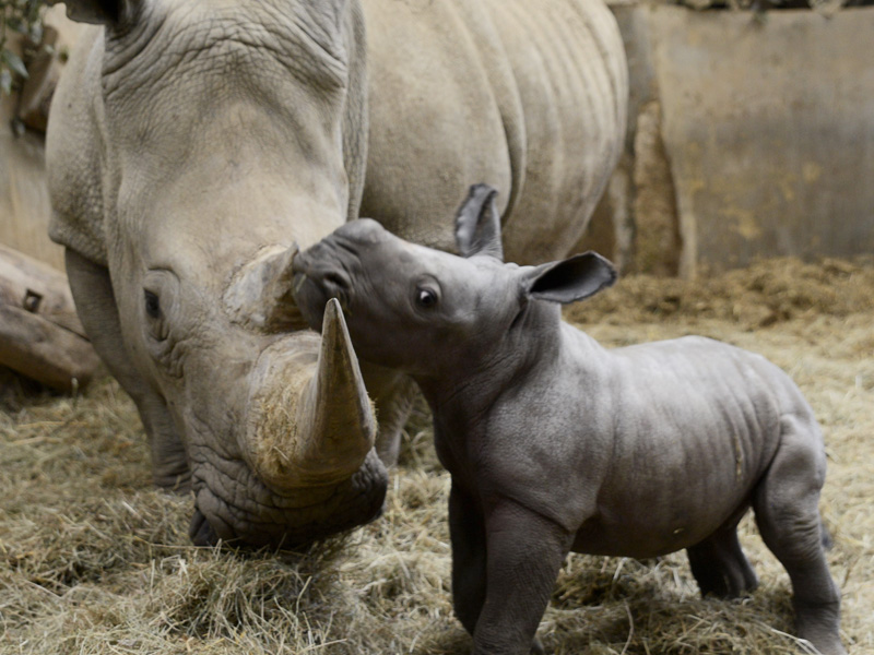 Baby Rhino birth caught on camera at Cotswold Wildlife Park