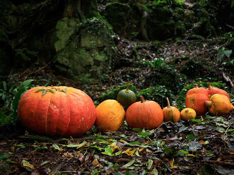 REVIEW: Pumpkins and Leaves at Puzzlewood