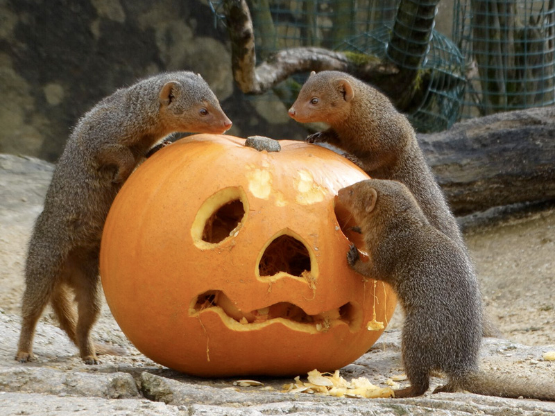 Animals at Cotswold Wildlife Park get into the Halloween spirit