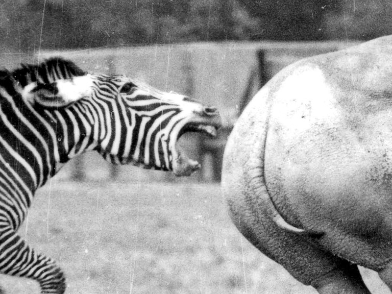 Cotswold Wildlife Park zebra biting rhino