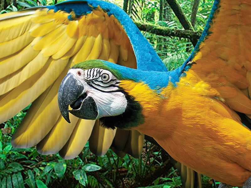 Explore the Parrot Pandemonium at Birdland this February Half Term