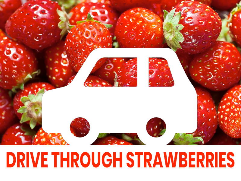 Drive-Through Strawberries at Primrose Vale