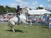 The Cotswold Show 2008