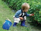 Pick your own strawberries, raspberries at Over Farm Market & Primrose Vale Farm