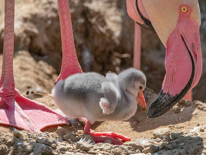 Flamingos at Birdland in the Cotswolds