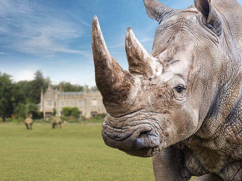 Rhinos at Cotswold Wildlife Park