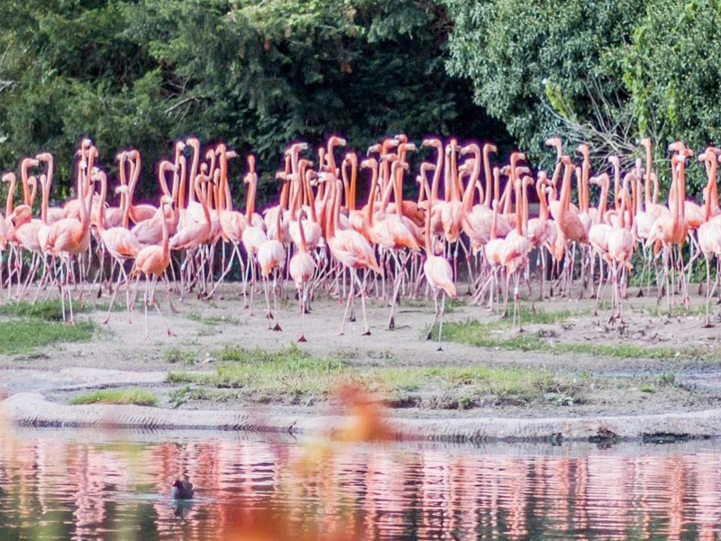 Summer at WWT Slimbridge