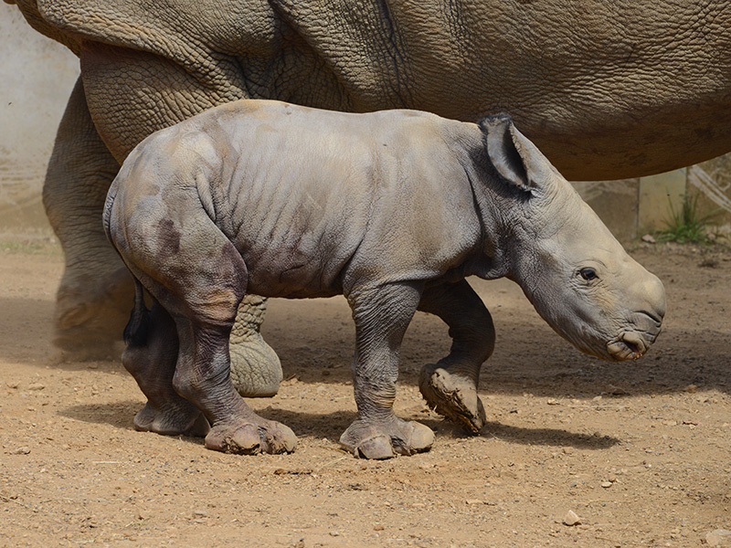 Baby Rhino calf at Cotswold Wildlife Park