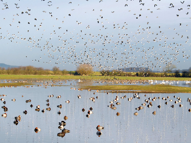 WWT Slimbridge