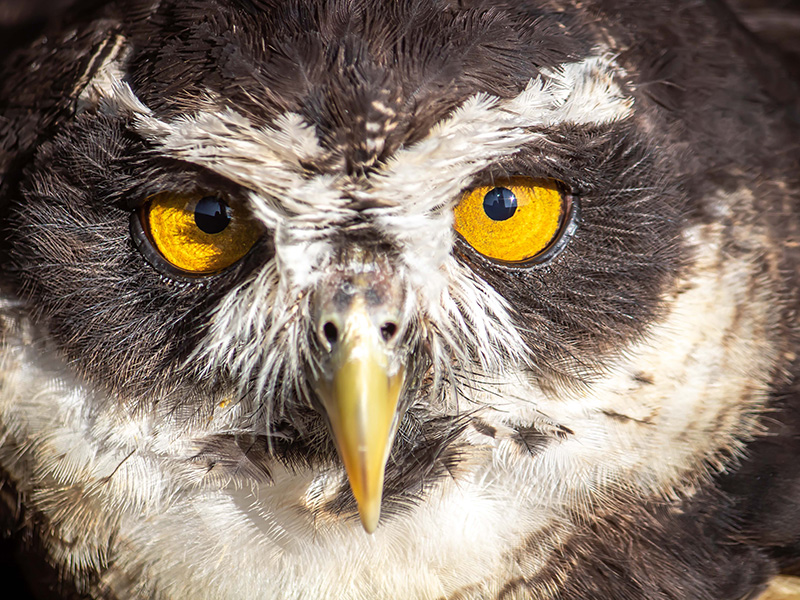 Owls at Birdland in the Cotswolds