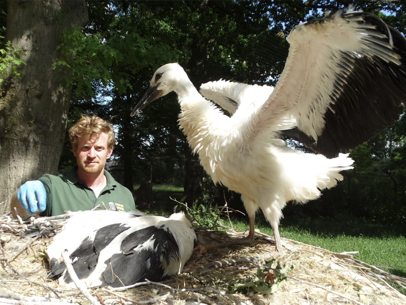 White Storks at Cotswold Wildlife Park