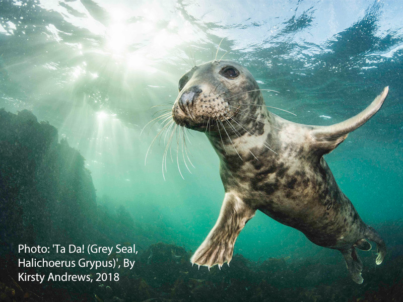 British Wildlife Photography Awards