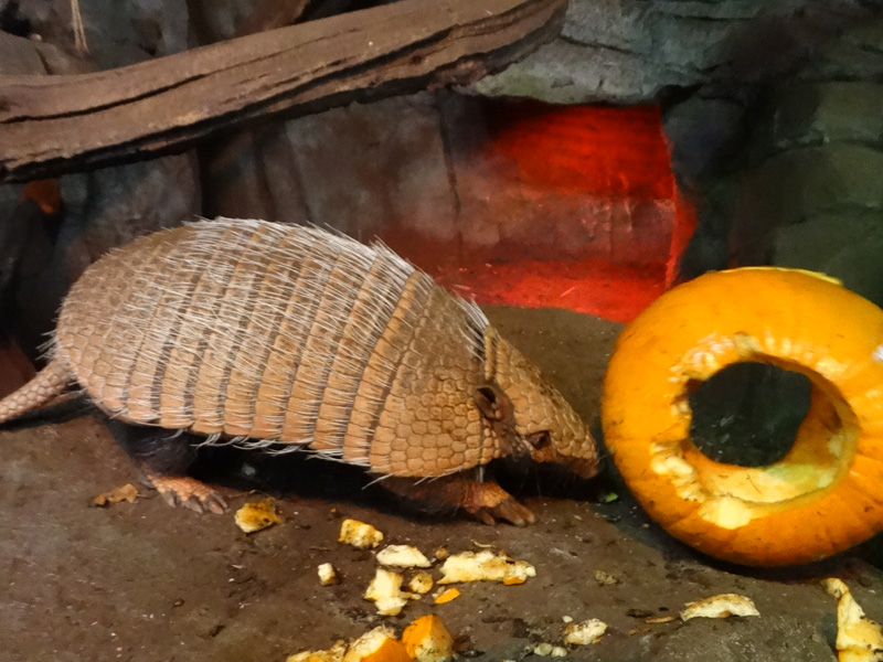 Armadillo at Cotswold Wildlife Park