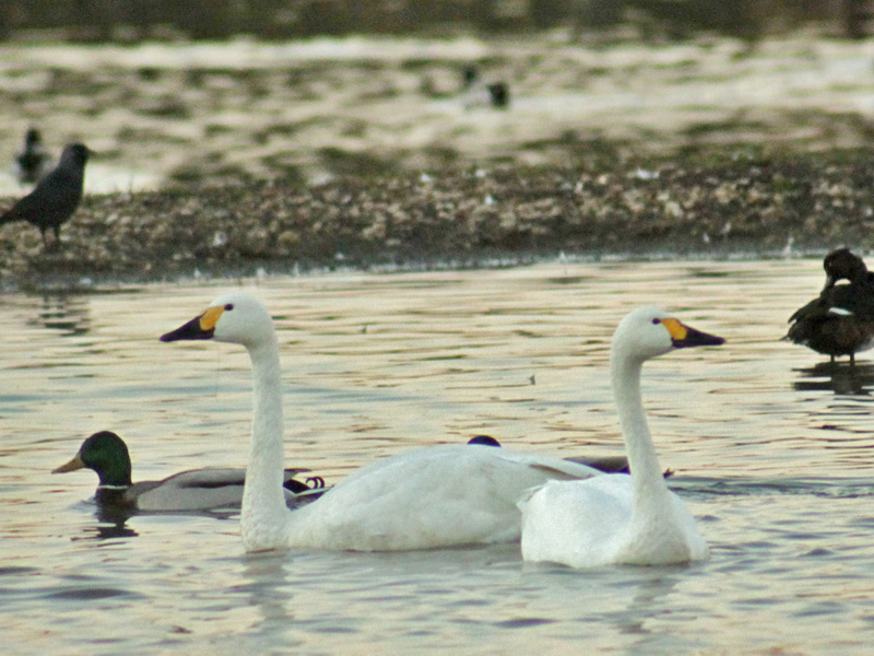 WWT Slimbridge news in Gloucestershire