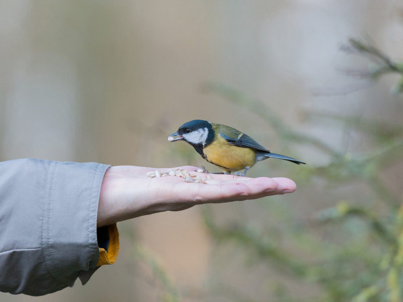 WWT Slimbridge swans