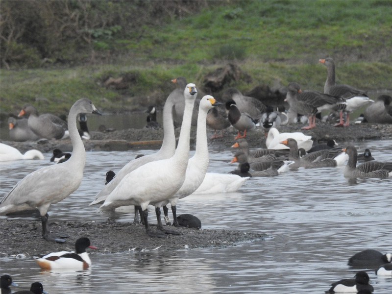 Great Tits at WWT Slimbridge