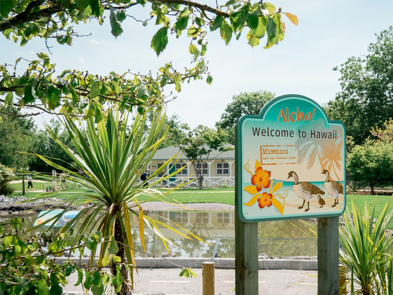 WWT Slimbridge Wetland Centre
