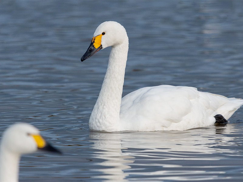 WWT Slimbridge Bewick Swans