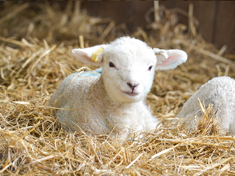 Spring Lambing & Kidding at Cotswold Farm Park