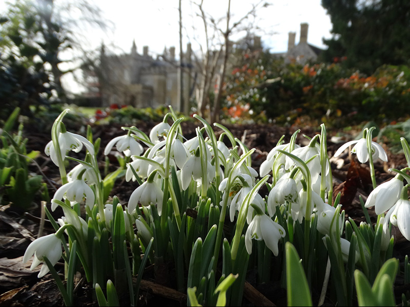 Snowdrops at Cotswold Wildlife Park