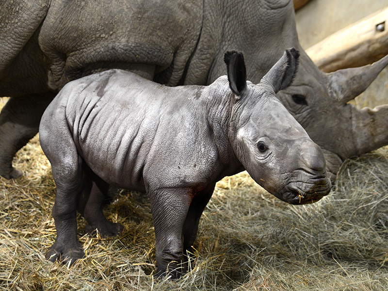 Queenie the baby Rhino at Cotswiolds Cotswold Wildlife Park