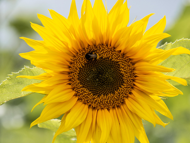 Cotswold Farm Park launch 2022 sunflower competition!