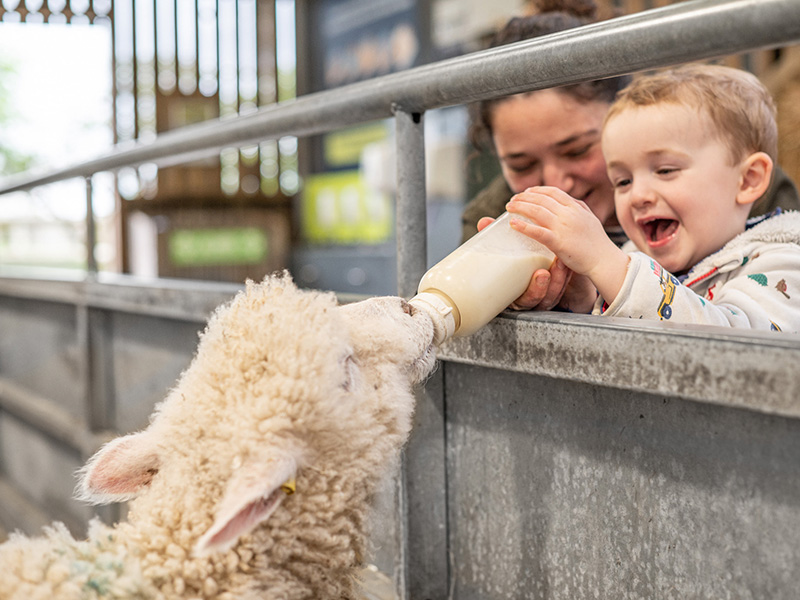 Bottle Feeding returns to Cotswold Farm Park