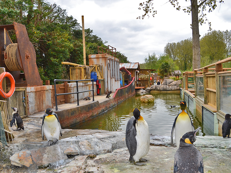 Penguins at Birdland