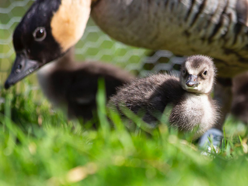 WWT Slimbridge geese