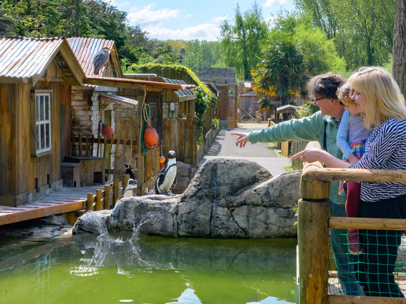 African penguins at Birdland in the Cotswolds Days Out