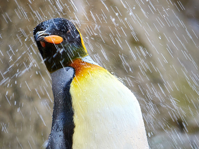 Penguins at Birdland