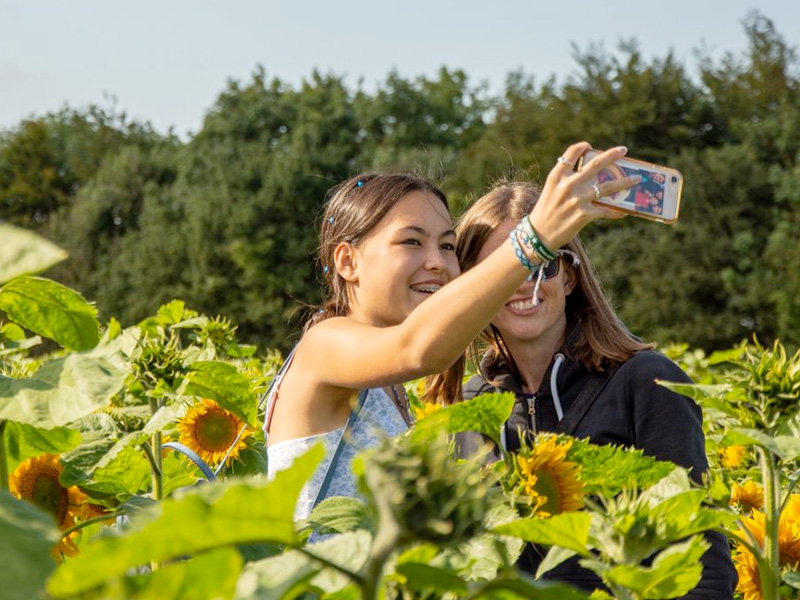 Sunflowers at Cotswold Farm Park