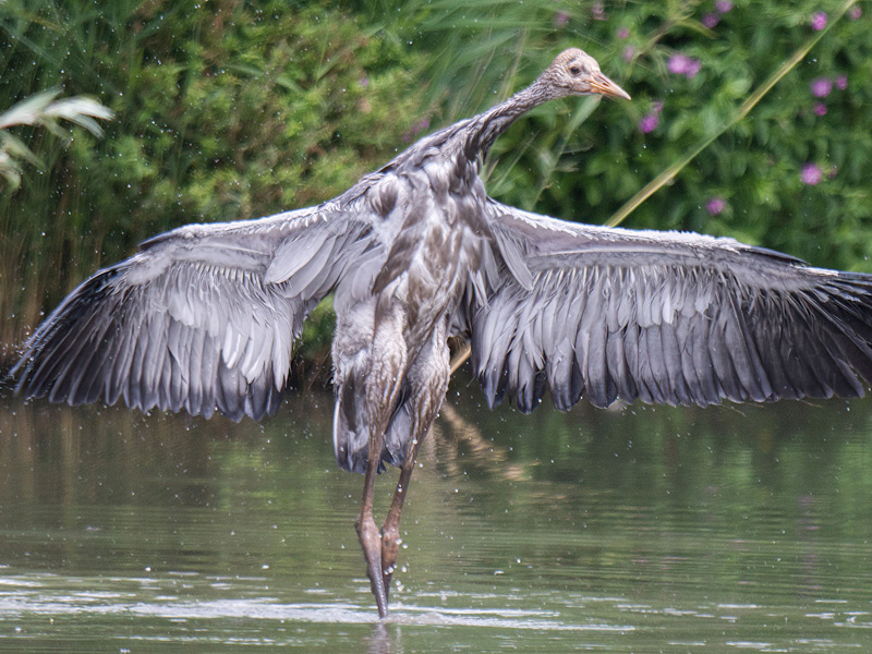 WWT Slimbridge in Gloucestershire cranes © Picture credit WWT and Jonathan Bull