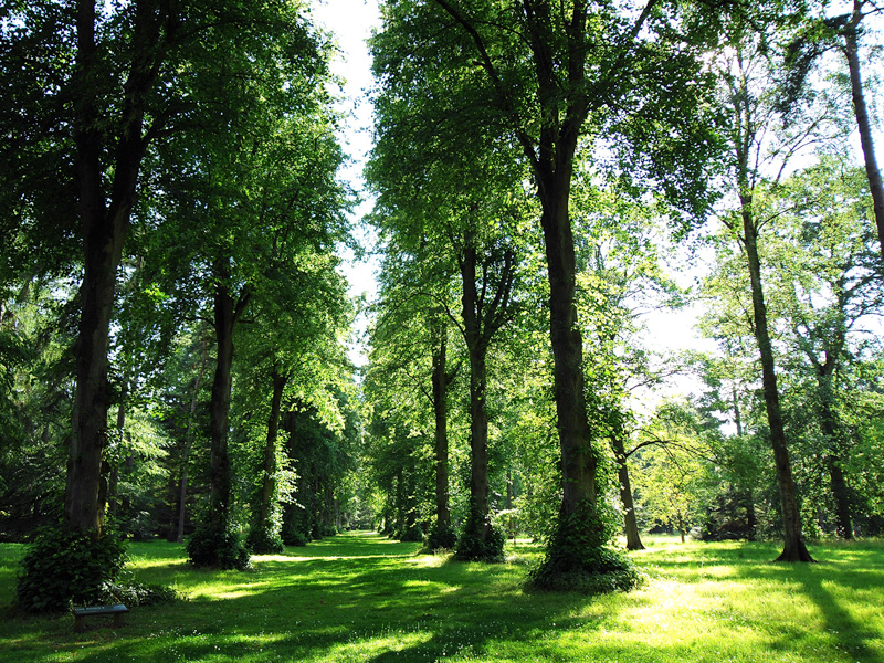 Westonbirt Arboretum Lime trees