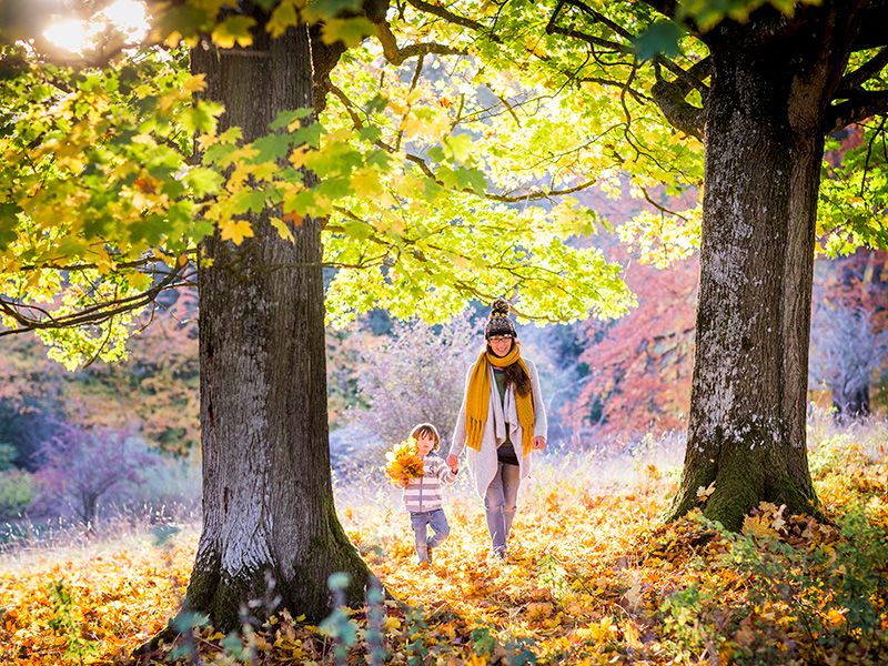 Westonbirt Arboretum credit Paul Box