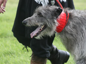 Deerhound racing at Lodge Park in the heart of the Cotswolds