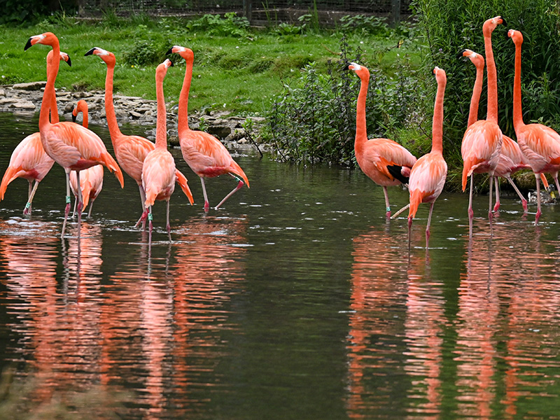 Flamingos at Birdland