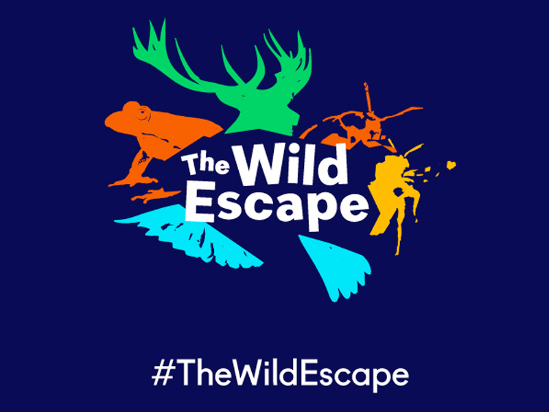 Museum of Gloucester Wild Escape Project