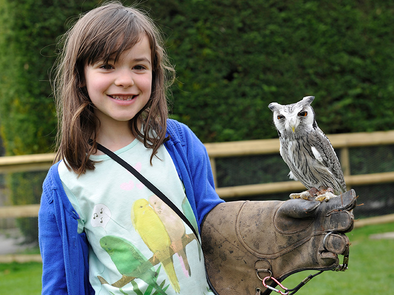 Birdland falconry