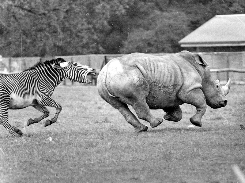 Cotswold Wildlife Park zebra and rhino